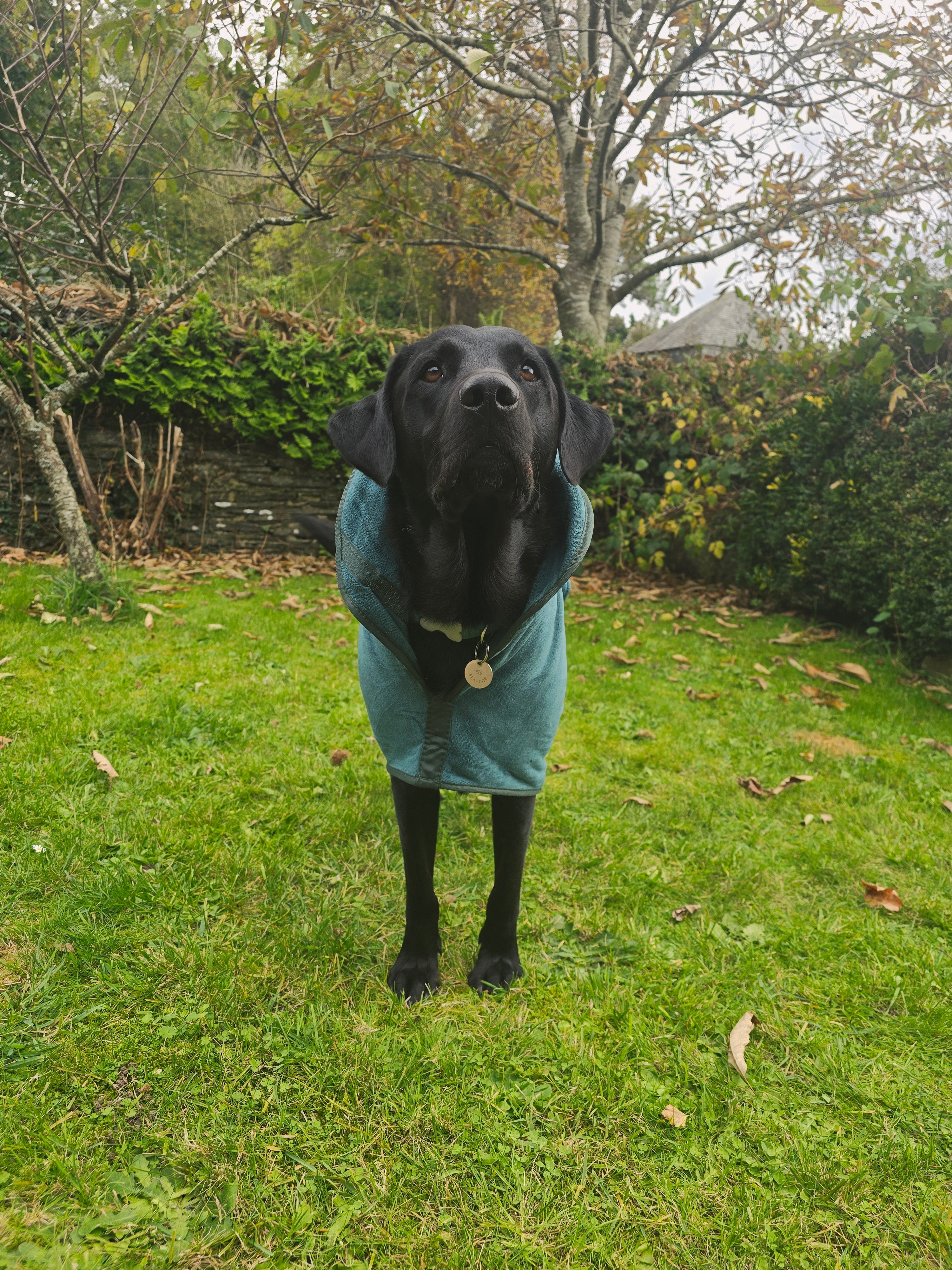 Groomit drying jacket